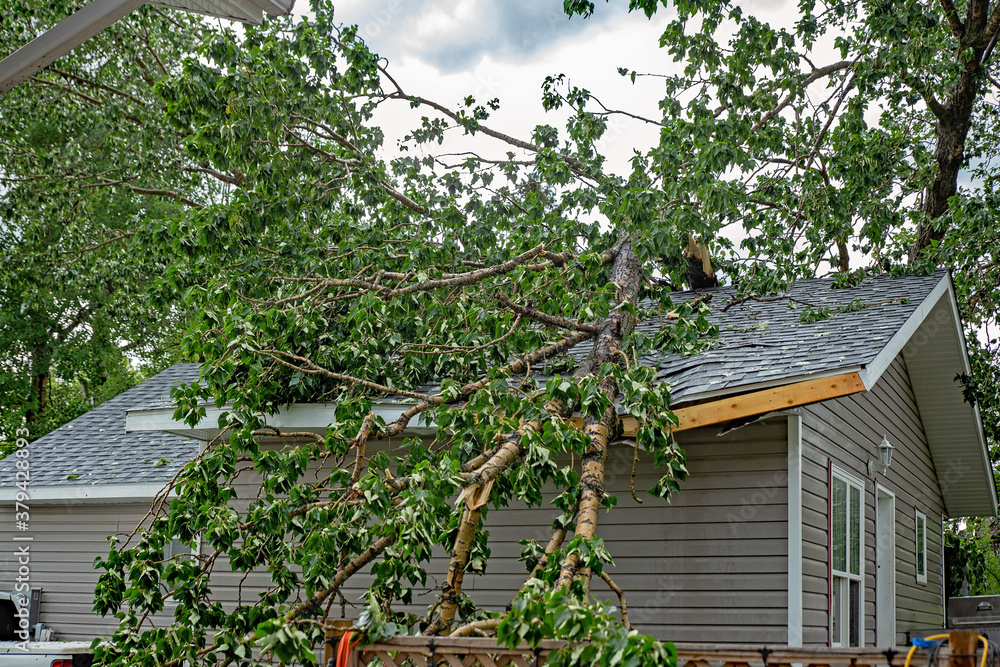 wind damage